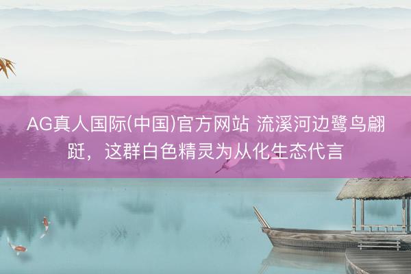 AG真人国际(中国)官方网站 流溪河边鹭鸟翩跹，这群白色精灵为从化生态代言